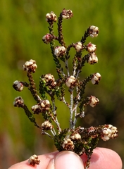 Erica viscosissima