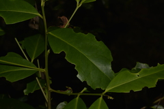 Elaeodendron australe