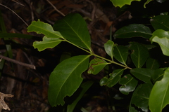 Elaeodendron australe