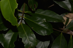 Elaeodendron australe