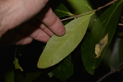 Elaeodendron australe