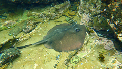 Eastern Shovelnose Stingaree photo 2
