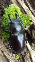Neolucanus maximus vendli