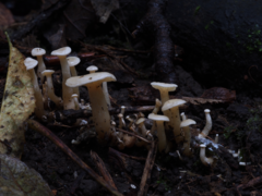Rhizocybe albida