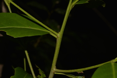 Elaeodendron australe