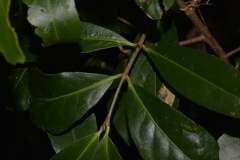 Elaeodendron australe