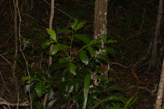 Elaeodendron australe