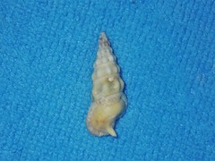 Cerithium citrinum
