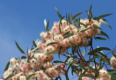 Eucalyptus torquata