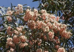 Eucalyptus torquata