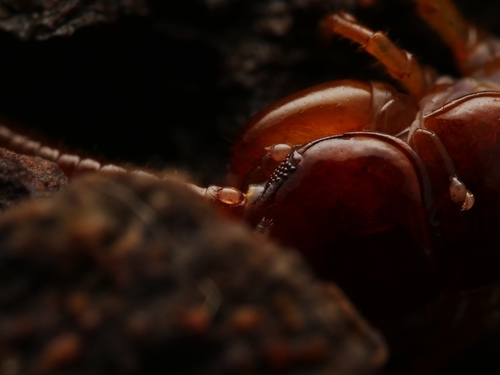 Brown centipede