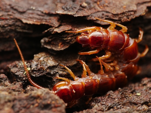 Brown Centipede, photo 7 of 9
