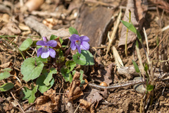 Viola grypoceras