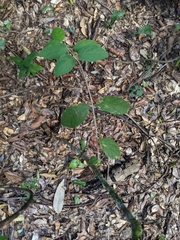 Callicarpa pedunculata