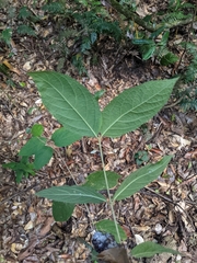 Callicarpa pedunculata