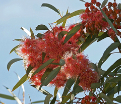 Eucalyptus torquata