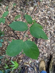 Callicarpa pedunculata