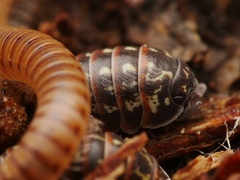 Armadillidium pulchellum