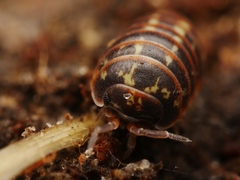 Armadillidium pulchellum