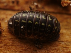 Armadillidium pulchellum