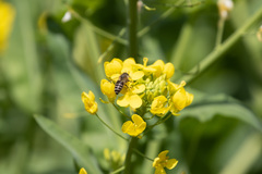 Apis cerana japonica