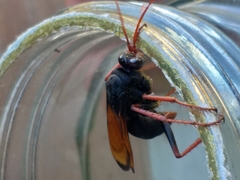 Tachypompilus ignitus