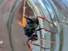 Tachypompilus ignitus