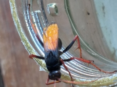 Tachypompilus ignitus