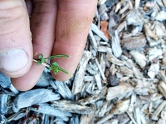 Epilobium microphyllum