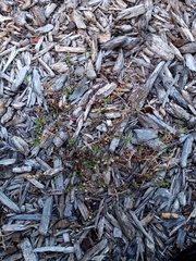 Epilobium microphyllum