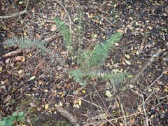 Blechnum punctulatum punctulatum