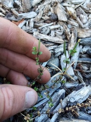 Epilobium microphyllum