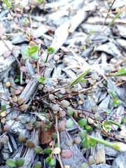 Epilobium microphyllum
