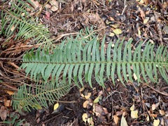 Blechnum punctulatum punctulatum