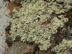 Flavoparmelia haysomii