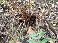 Blechnum punctulatum punctulatum