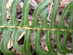 Blechnum punctulatum punctulatum