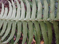 Blechnum punctulatum punctulatum