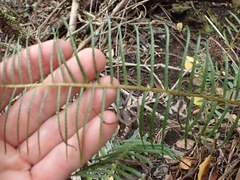 Blechnum punctulatum punctulatum
