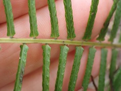 Blechnum punctulatum punctulatum