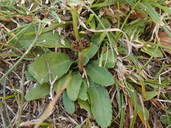 Solenogyne dominii