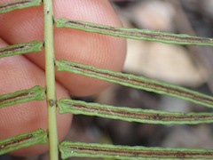 Blechnum punctulatum punctulatum