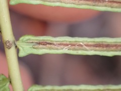 Blechnum punctulatum punctulatum