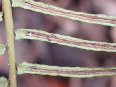 Blechnum punctulatum punctulatum