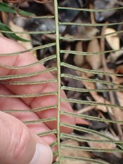 Blechnum punctulatum punctulatum