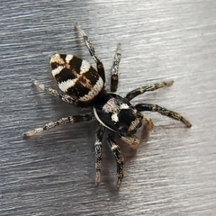 Salticus scenicus