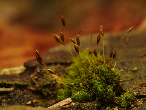 Dicranoweisia cirrata