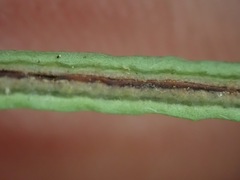 Blechnum punctulatum punctulatum