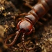 Lithobius - Photo (c) Alexis, some rights reserved (CC BY), uploaded by Alexis