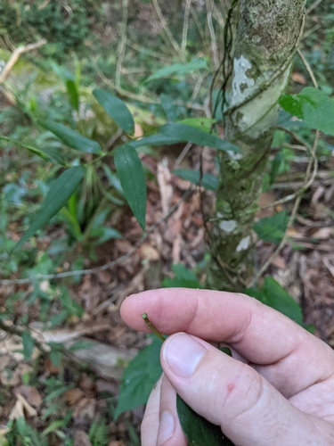 Image of Vincetoxicum paniculatum by no rights reserved